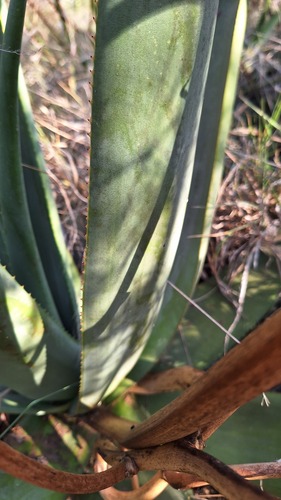 Aloe pienaarii, photograph 4