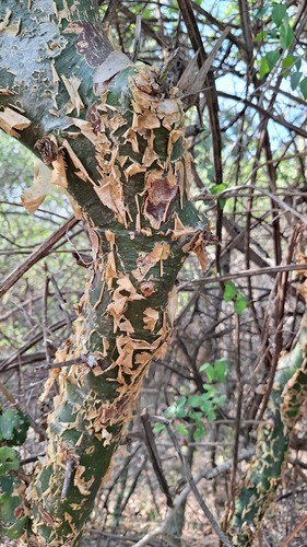 Commiphora harveyi
