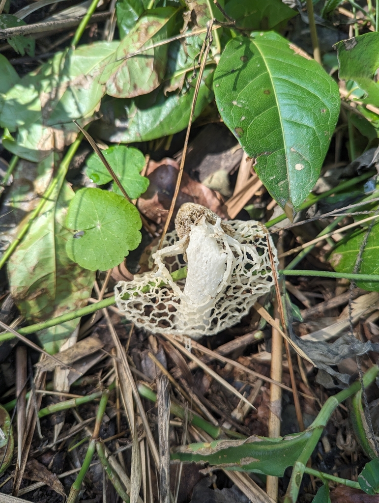 Phallus indusiatus · April 2024 · photo: © luisrecalde (iNaturalist, cc-by)
