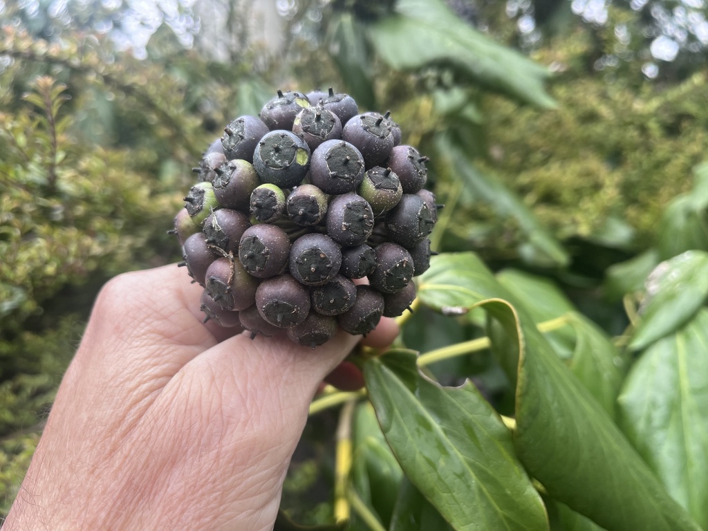 common ivy from Fir Tree Dr S, Liverpool, England, GB on April 13, 2024 at 1118 AM by Croxteth