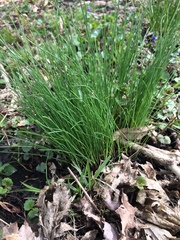 Allium schoenoprasum