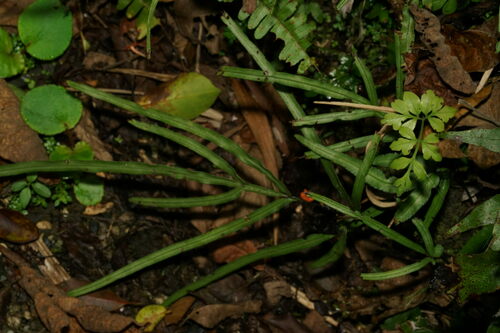 Pteris × namegatae iNat (2)
