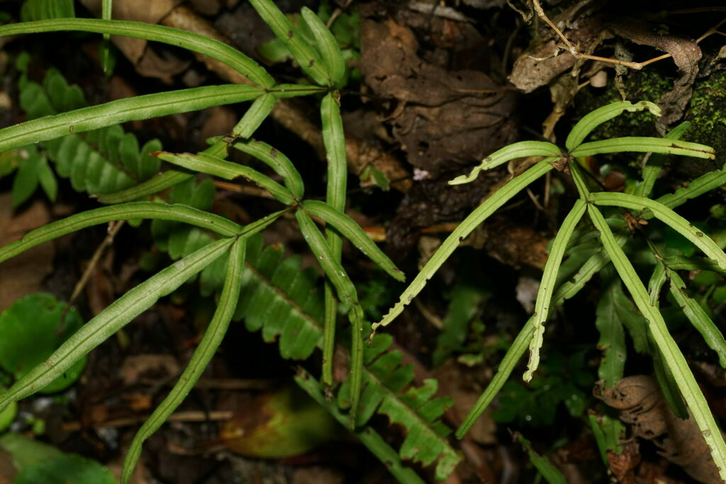 Pteris × namegatae