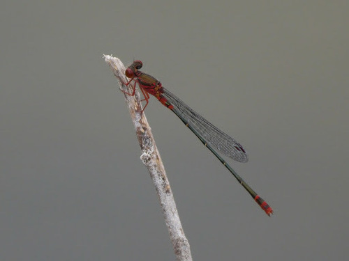 Megalagrion xanthomelas observed 2013-04-17