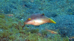 Canthigaster compressa