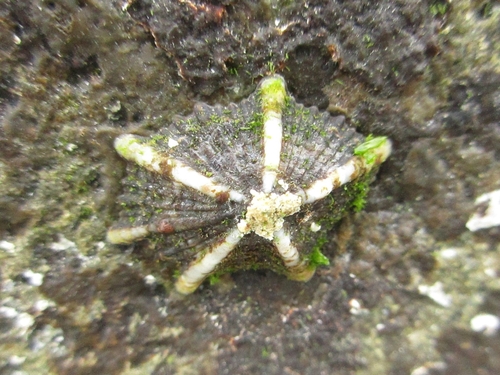 Sirius False Limpet