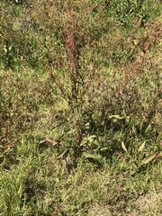 Rumex verticillatus