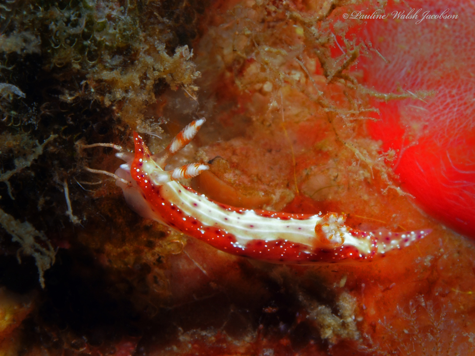 Double-banded Split-tooth Dorid