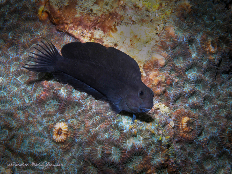 Black Comb-tooth