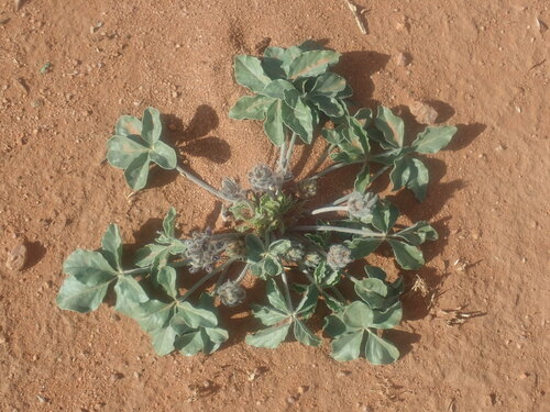 Image of Pediomelum pentaphyllum by no rights reserved