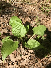 Hosta