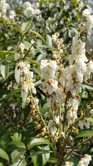 Pieris floribunda