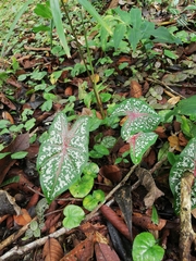 Caladium