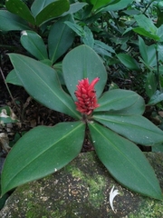 Costus osae