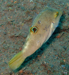 Canthigaster compressa