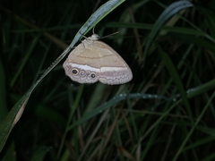 Yphthimoides maepius