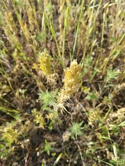 Castilleja attenuata