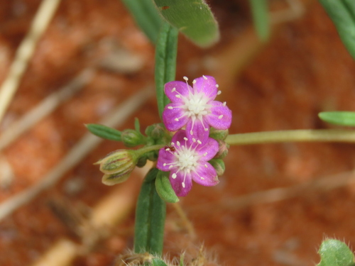 Image of Gisekia africana by no rights reserved