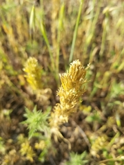 Castilleja attenuata