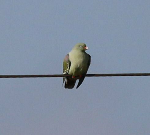 African Green Pigeon (Treron calvus), photo 10