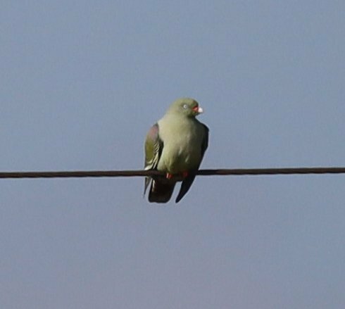 African Green-Pigeon (Treron calvus)