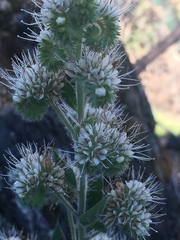 Phacelia heterophylla