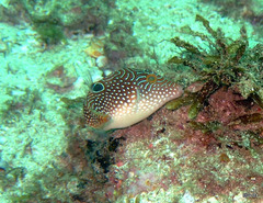 Canthigaster petersii