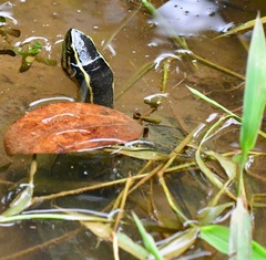 Cuora amboinensis kamaroma