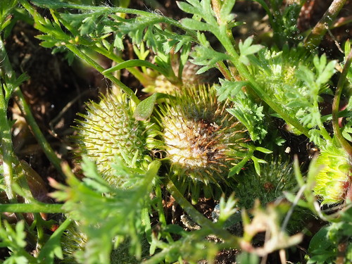 Image of Button Burweed (Soliva anthemifolia) by no rights reserved