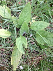 Pentaglottis sempervirens