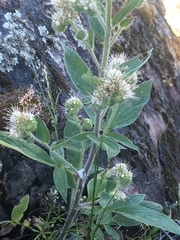 Phacelia heterophylla