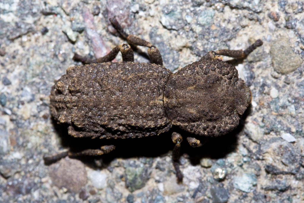 Wrinkled Ironclad Beetle