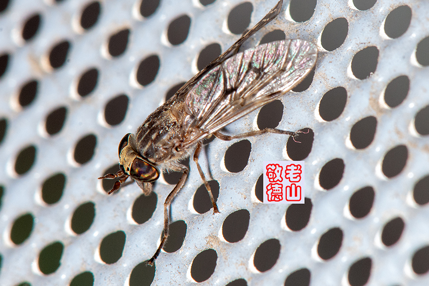 Haematopota sinensis