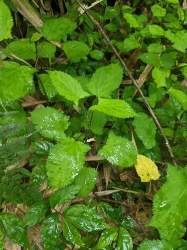 Salvia nipponica iNat (1)