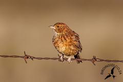 Eastern Clapper Lark photo 2
