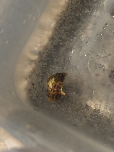 Stephanolepis hispida