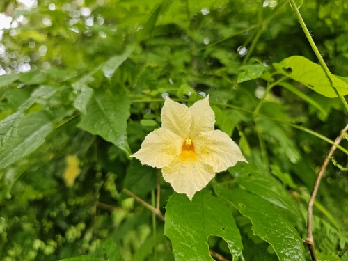 Momordica anigosantha