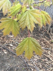 Acer platanoides