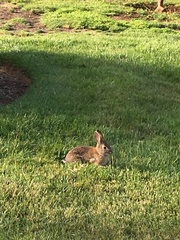Sylvilagus audubonii