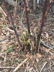 Reynoutria japonica