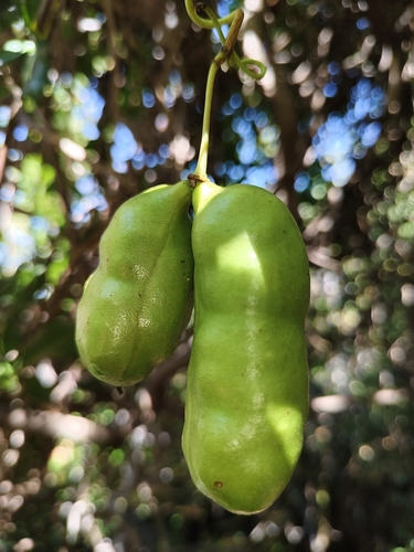 Lardizabala funaria, photograph 4