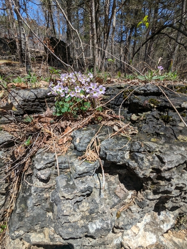 Violet wood-sorrel (Oxalis violacea)