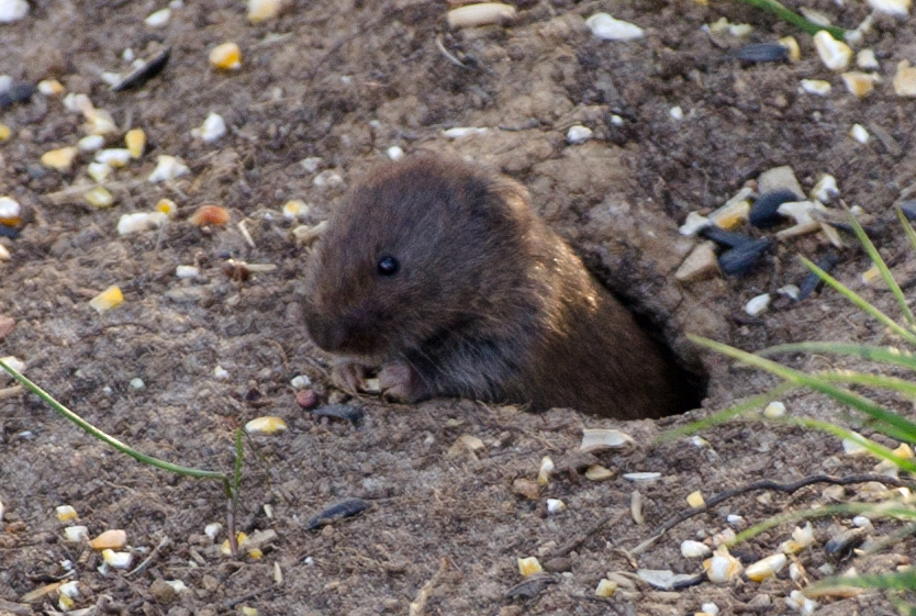 Woodland Vole from Franklin County, MO, USA on April 12, 2024 at 06:14 ...