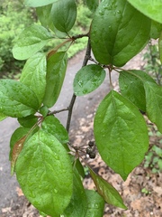 Viburnaceae