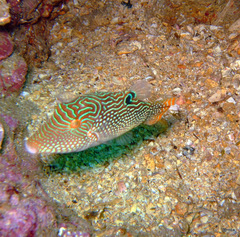 Canthigaster petersii