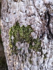 Sematophyllum