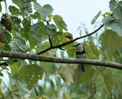 Notharchus hyperrhynchus image