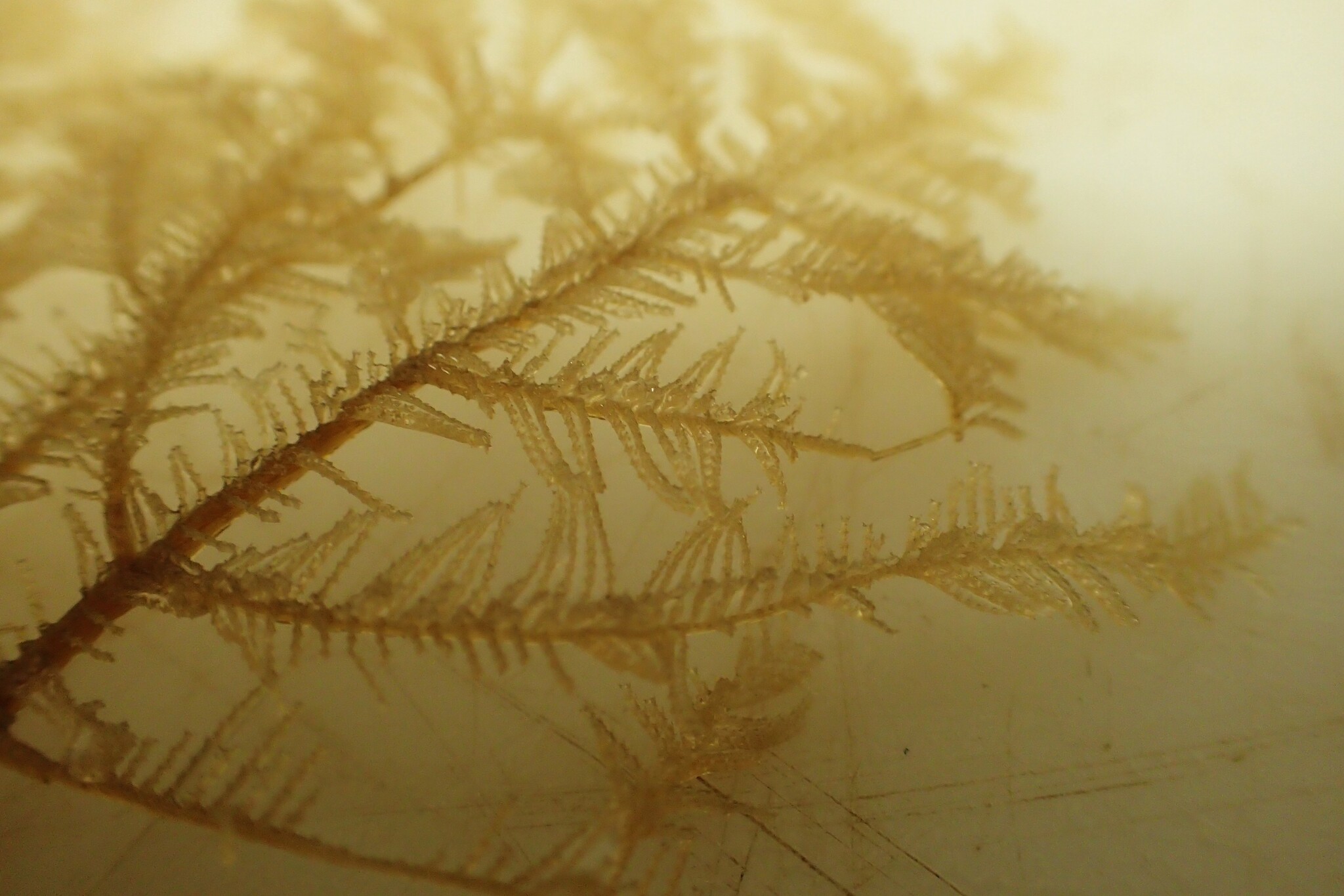 Aglaophenopsis cornuta (Fewkes, 1881)