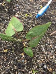 Rumex obtusifolius