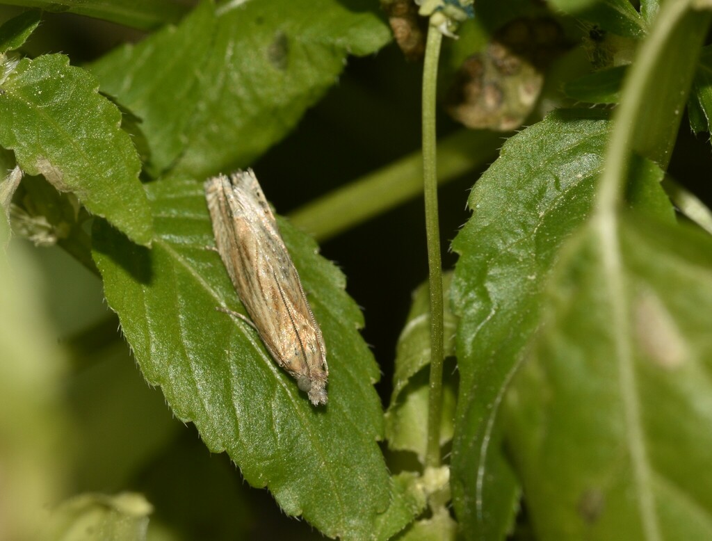 Eucosma subvittana